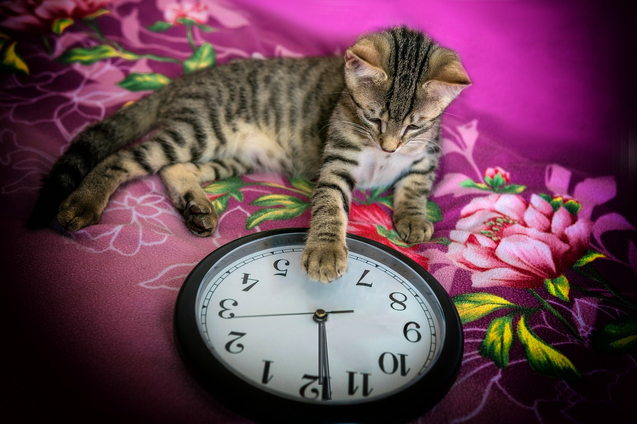 Sylvester, clock, animal — Benefit from Private H2 Economics Tuition in Singapore with Ace Your Econs