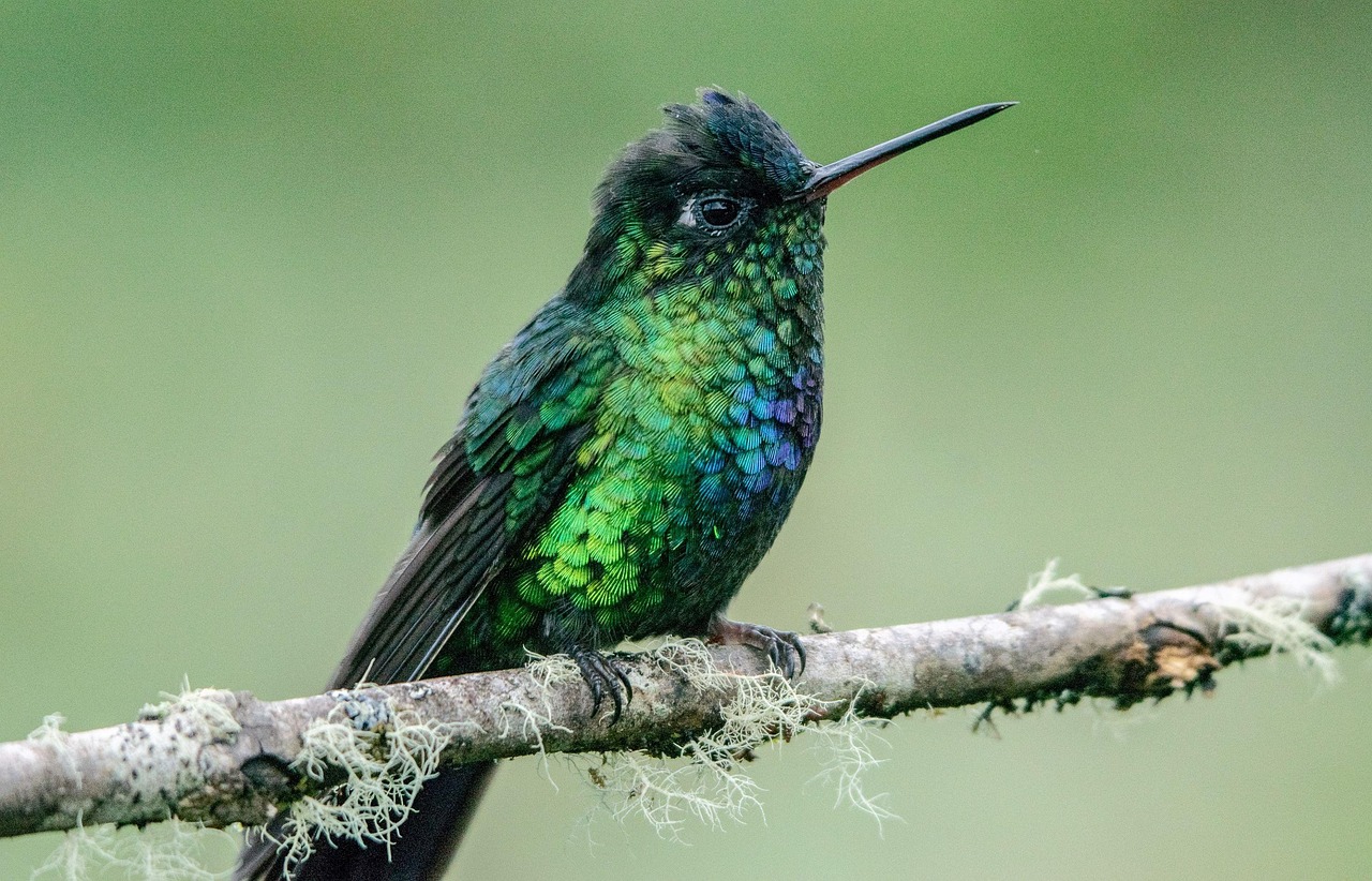 Bird, nature, hummingbird — Erection Dysfunction - Could it be Imaginary?
