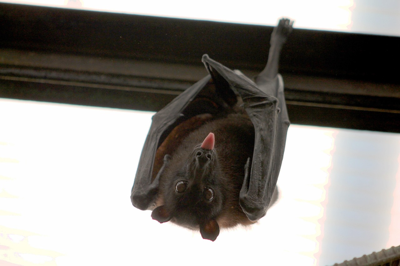 Bat, flying fox, vampire — Learn speaking spanish Abroad for that Duration of Your Existence!