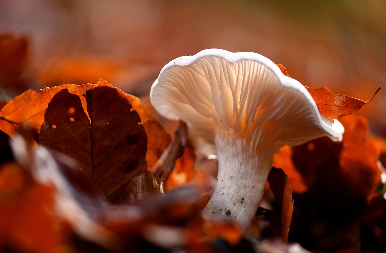Mushroom, autumn, leaf — Nutty Chimps