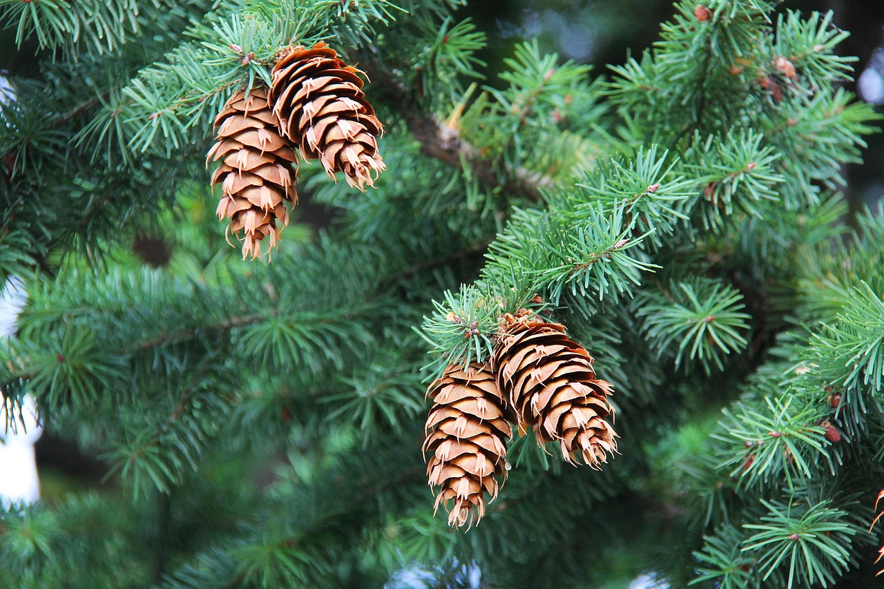 Pinecone, cones, tree — Top Online TRT (Testosterone Replacement Therapy) Services of 2023